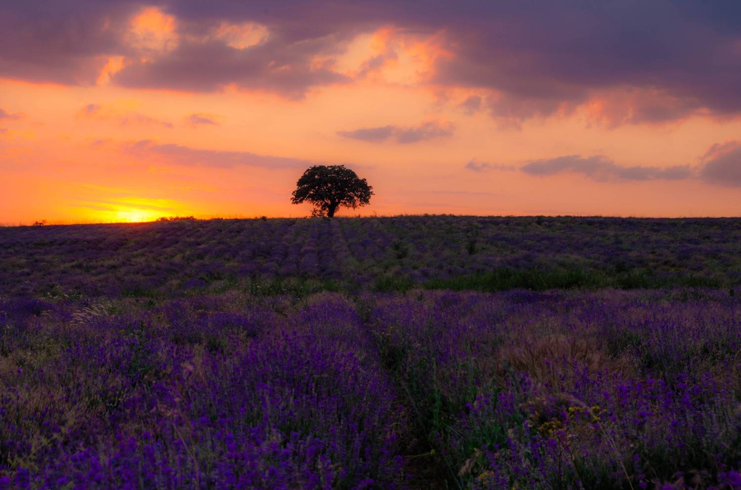 , Николов Андриян
