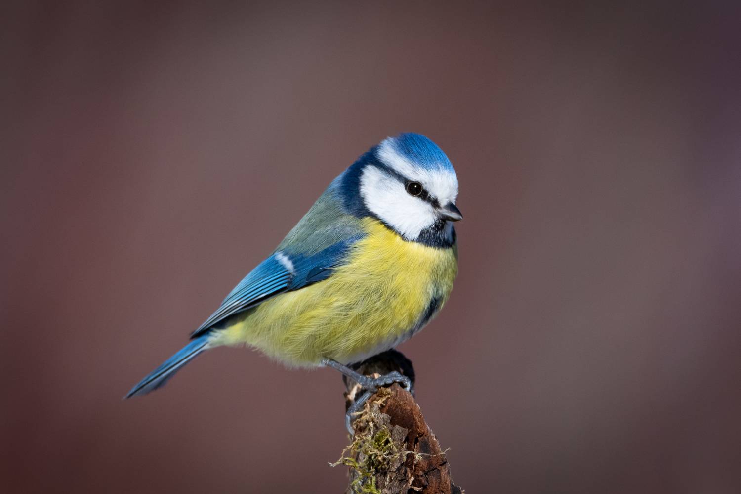 лазоревка, птицы, птаха, Степанова Татьяна
