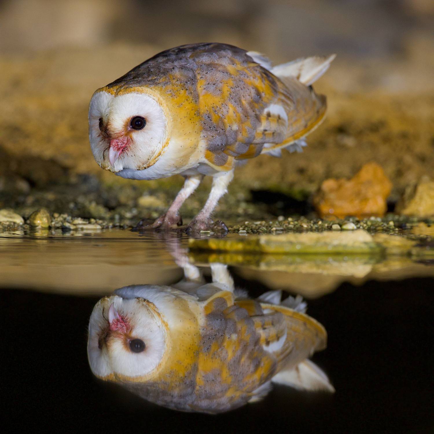 Barn owl. Автор: David Manusevich , David Manusevich
