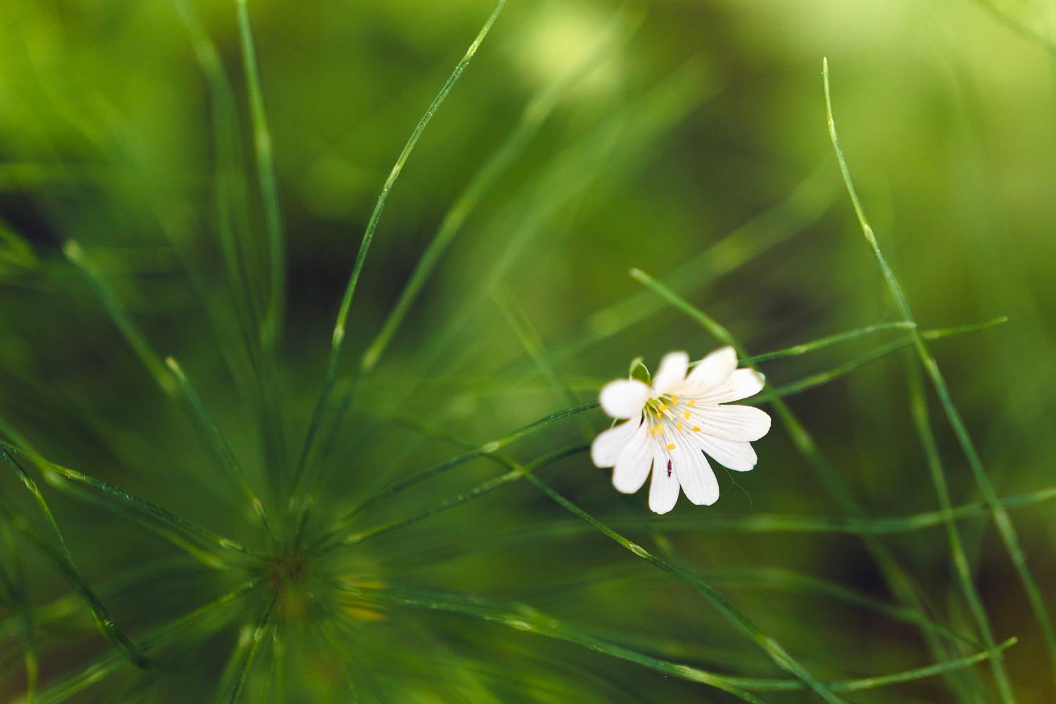 , Валерий Вождаев