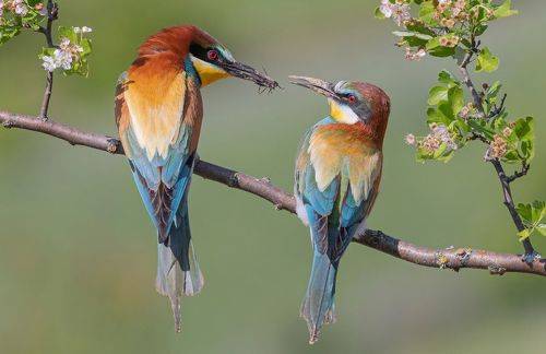 Заботливый