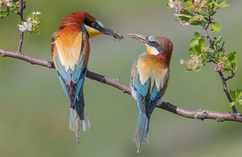 птицы, щурки, фотоохота, природа, весна, лето Заботливый фото превью