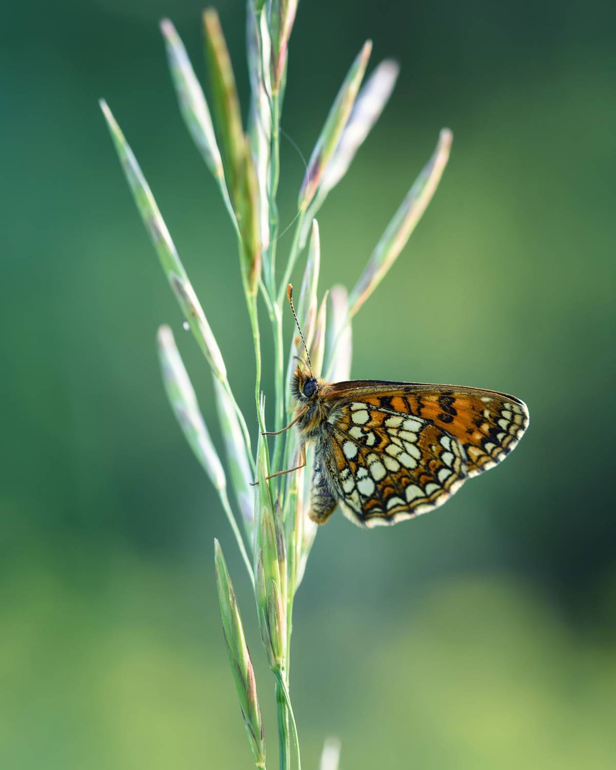 , Рагинская Ольга