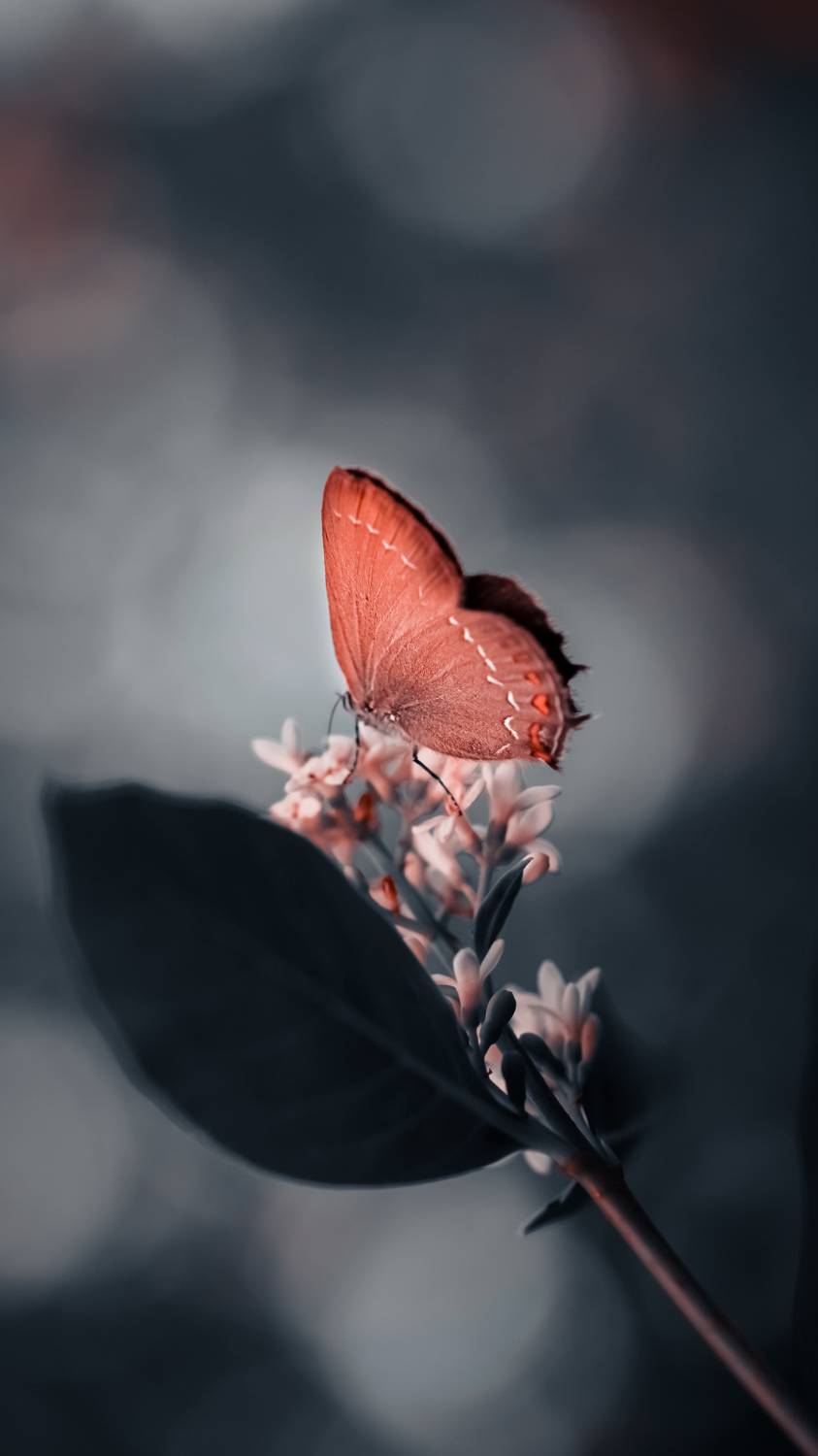 , Julia Khvorostyanaya