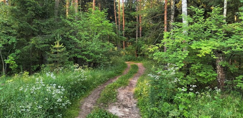 природа ,пейзаж Лесными тропами фото превью