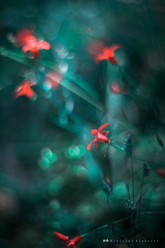 flowers,red,blue,green,light,bokeh,nature, Red фото превью