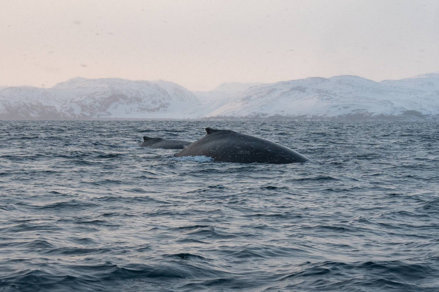 , Андрей Гусаров