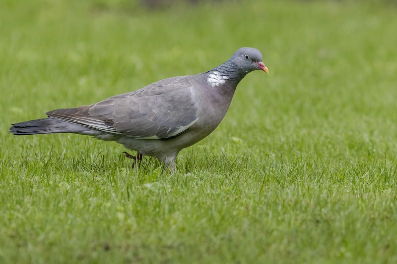 Птицы, Подмосковье Вяхирь  фото превью