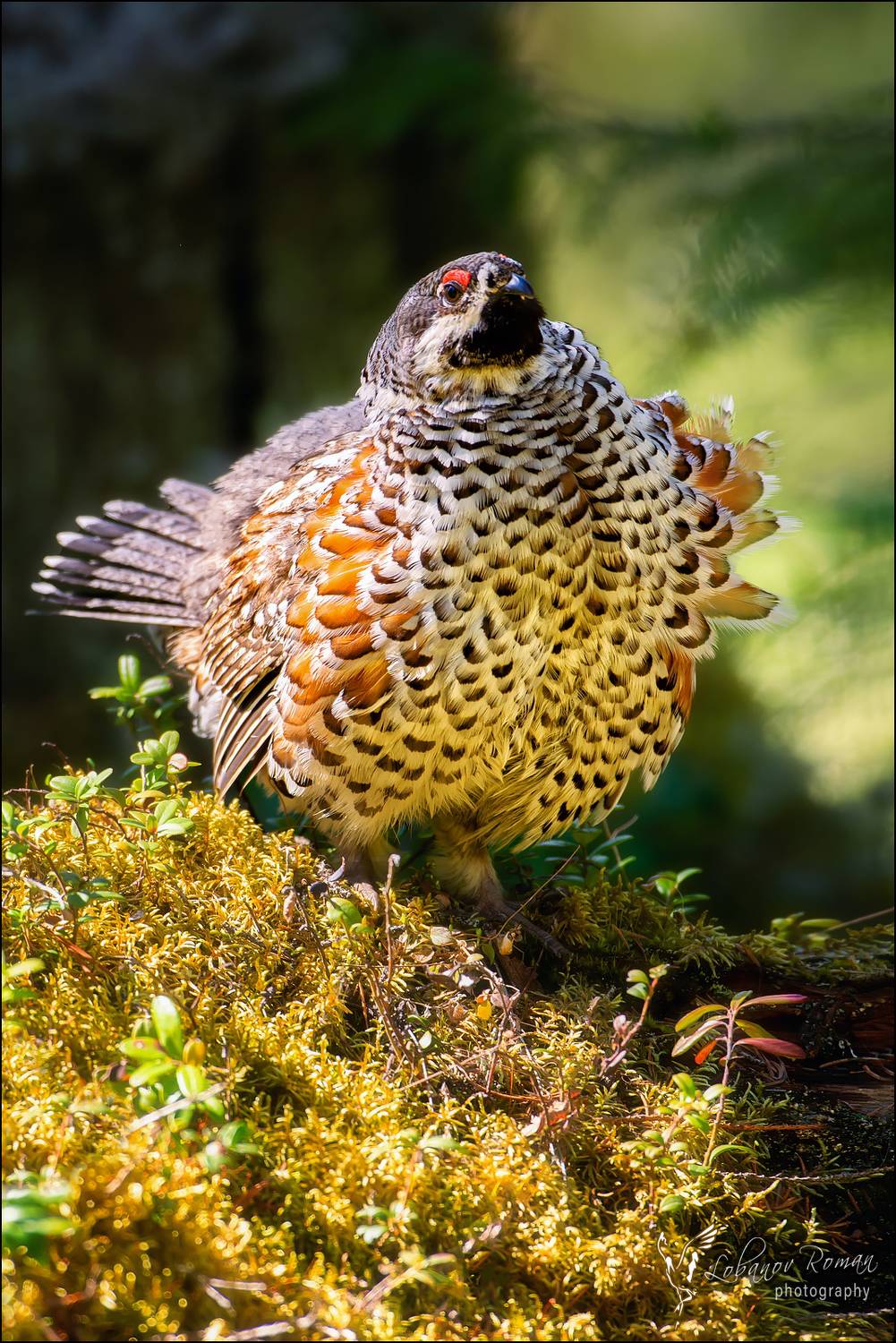 , Лобанов Роман