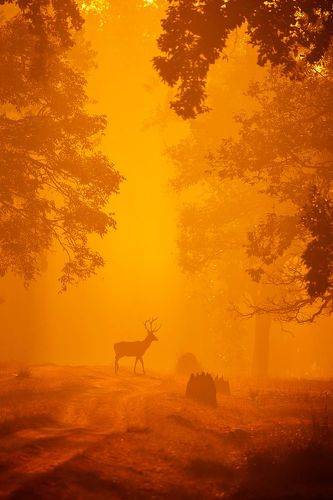 Untamed India
