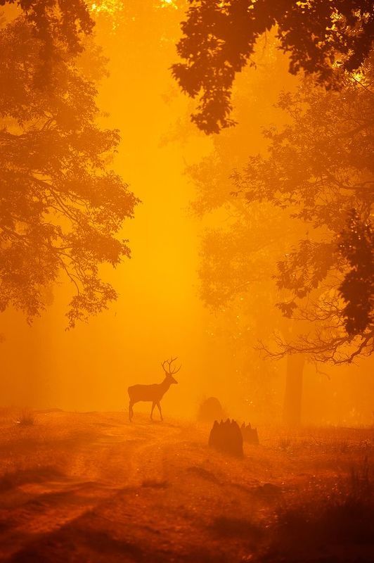 Untamed India фото превью