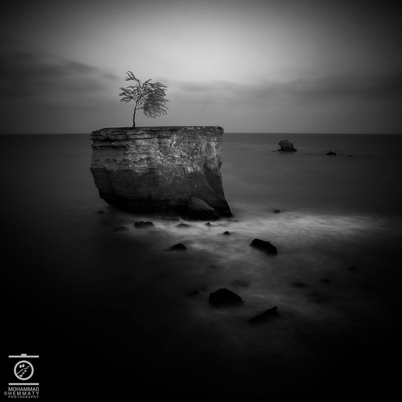 Single Tree фото превью