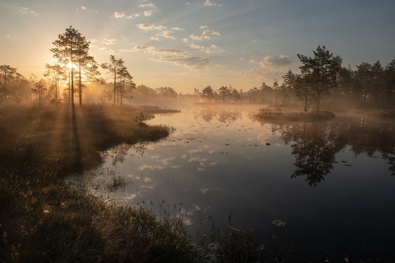 Болота Ленобласти. фото превью