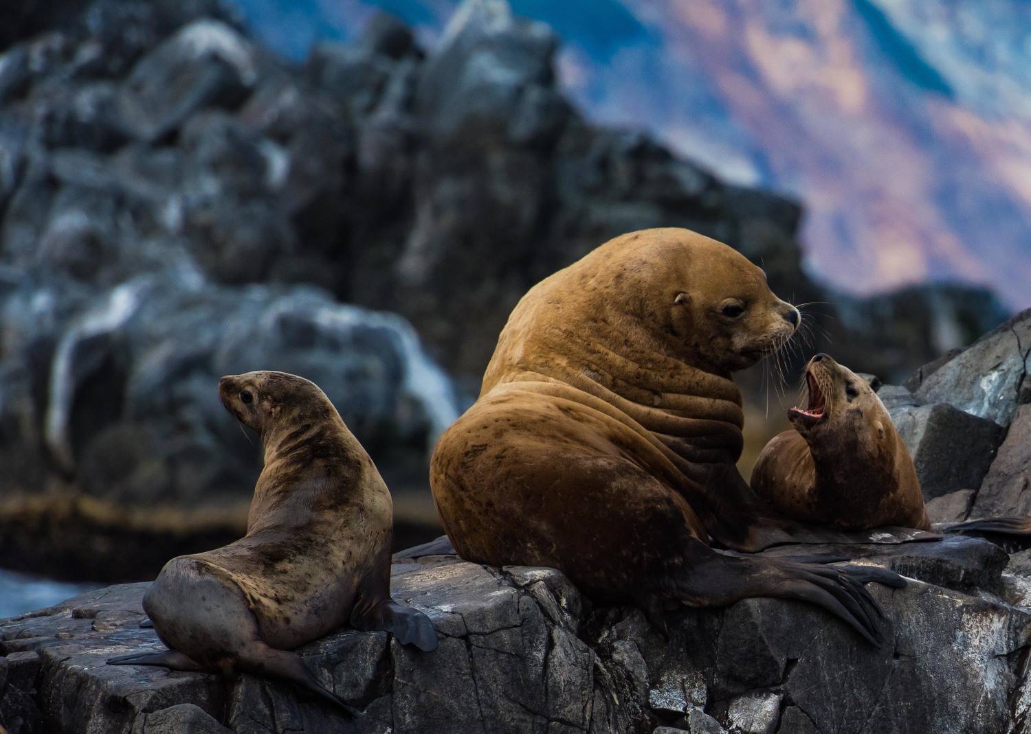 камчатка, сивучи, животные, Karasev Pavel