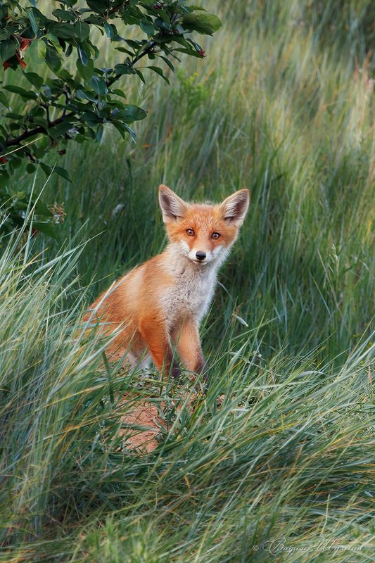 Лис Маленького принца фото превью