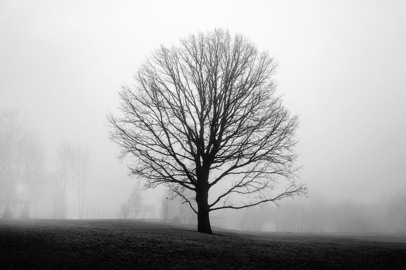 этюд, городской пейзаж, туман, зиновьев илья, zinovievilia, туманный пейзаж, одинокое дерево, голуби Лиминальное пространство фото превью