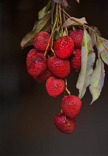 lychee