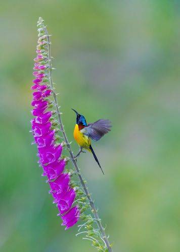 Green tailed sunbird