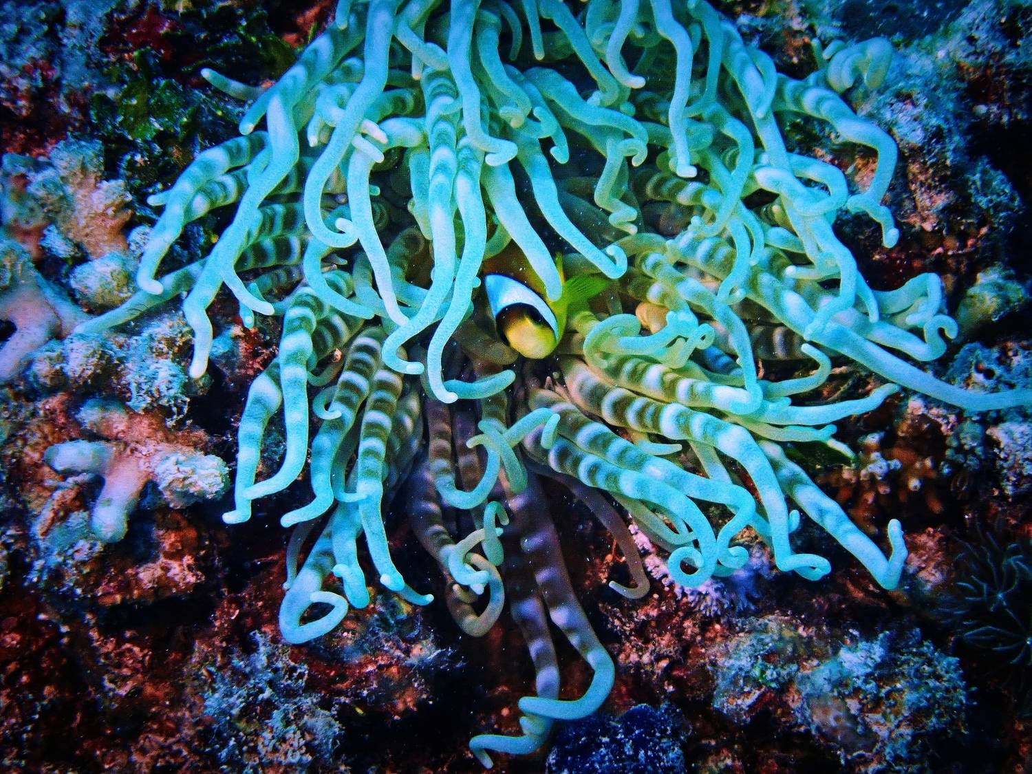 , Кирилл Леднев