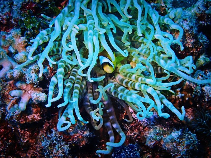 Спагетти с рыбой. фото превью