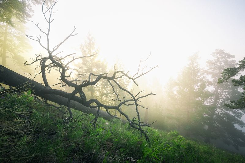Туман фото превью