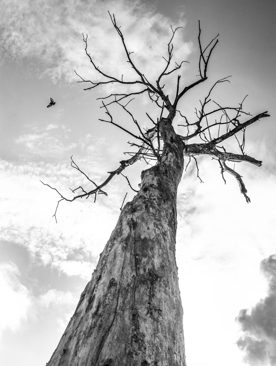 , Виктор Черкасов