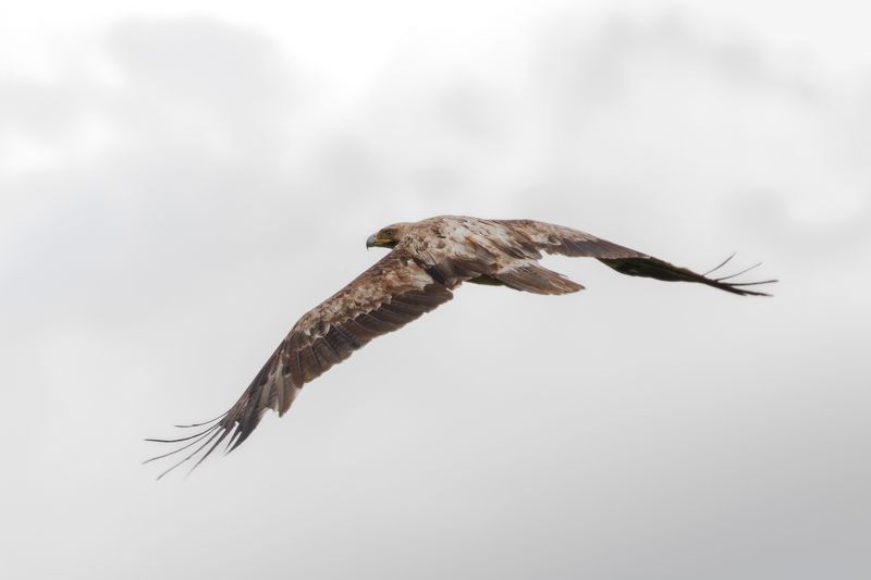 Орёл-могильник фото превью