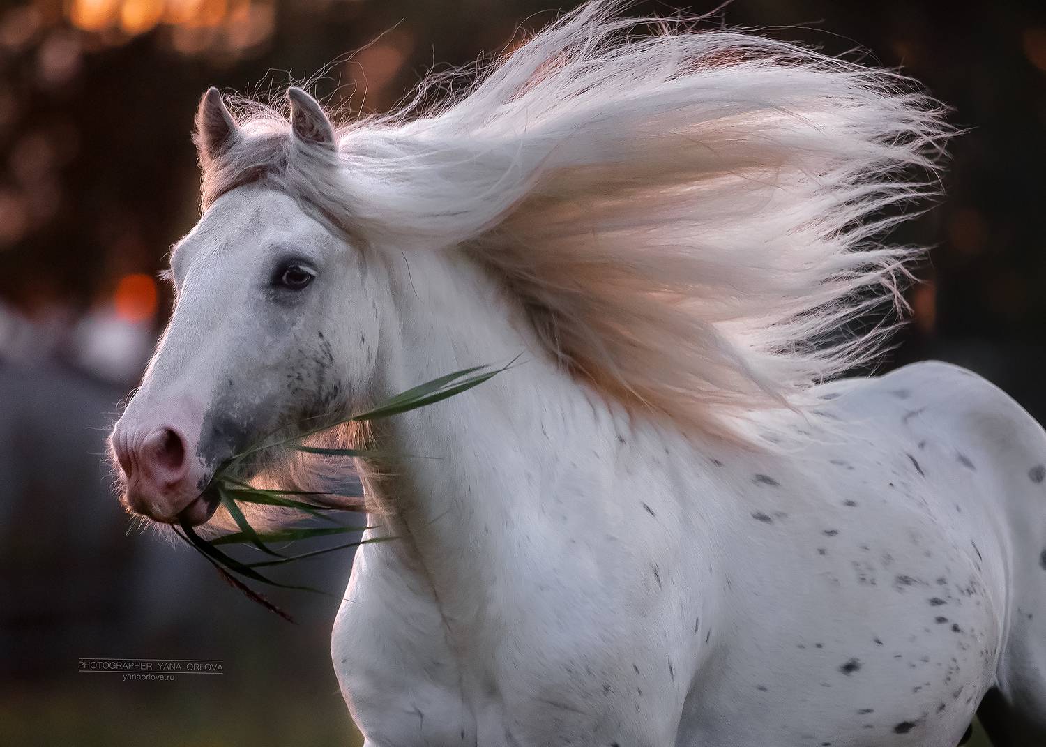 конный фотограф, лошадь, конь, лошади, конная фотография, жеребец, horse,  horses, pferd, конный фотограф яна орлова, тинкер, Яна Орлова
