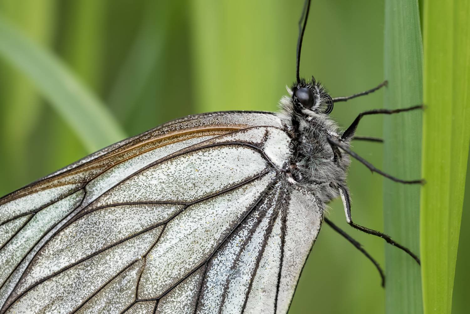 , Рагинская Ольга