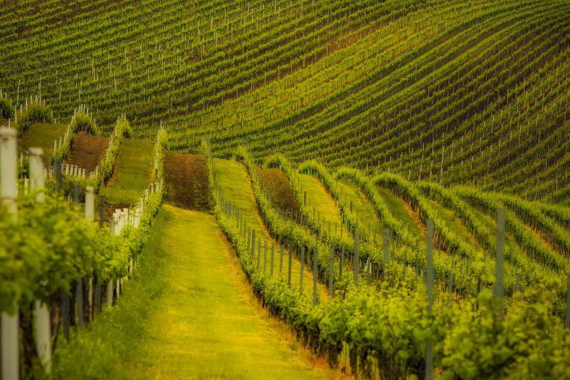 Horizontal  Photography  Agriculture  Agricultural Field  Nature, Vineyard, Landscape, Farm, Rural, Hill, Vine, GreenColor, Moravia Vineyard фото превью