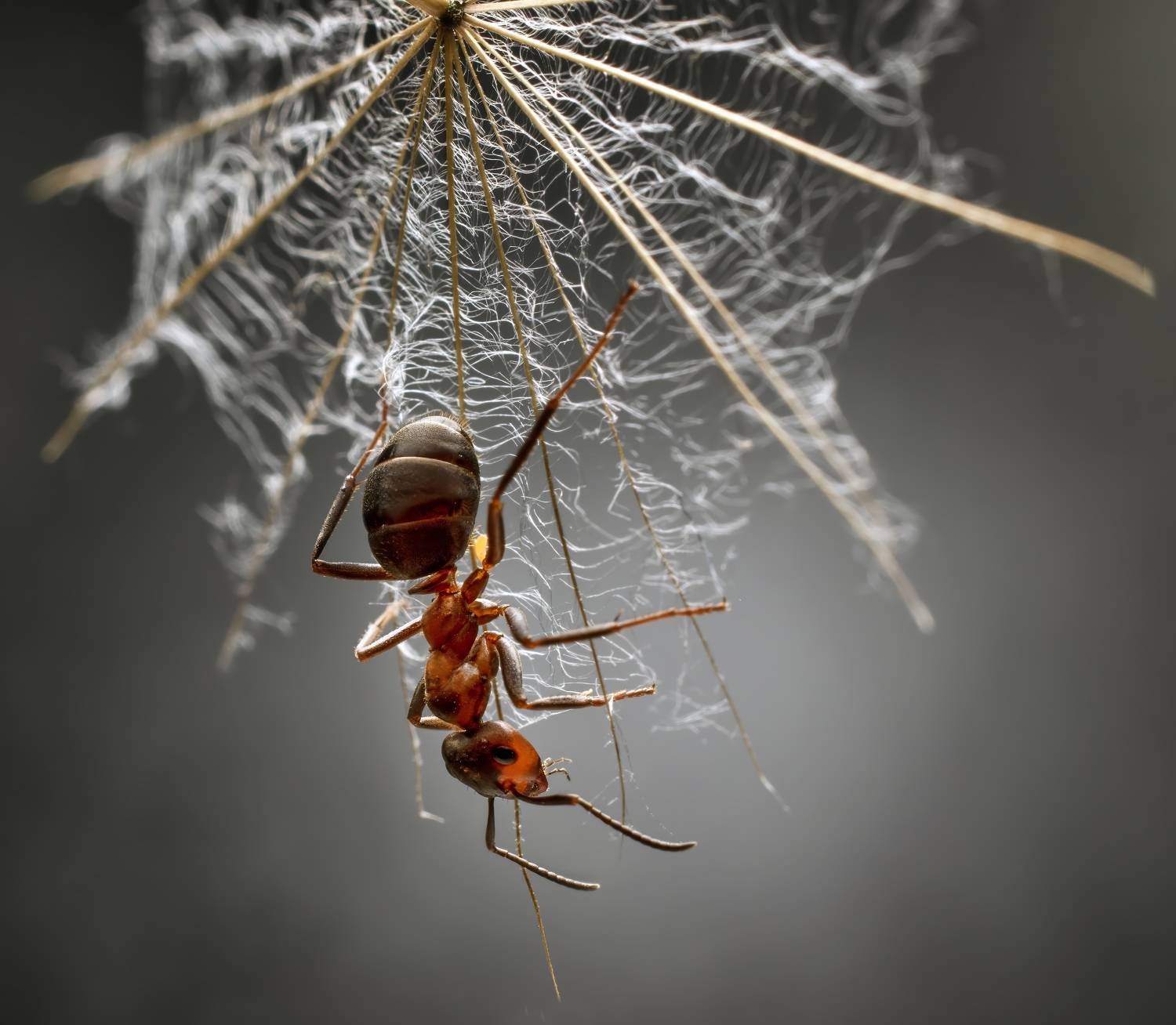 , Людмила Железнова