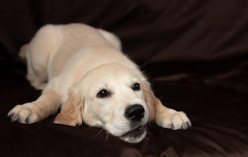 Меги фото превью