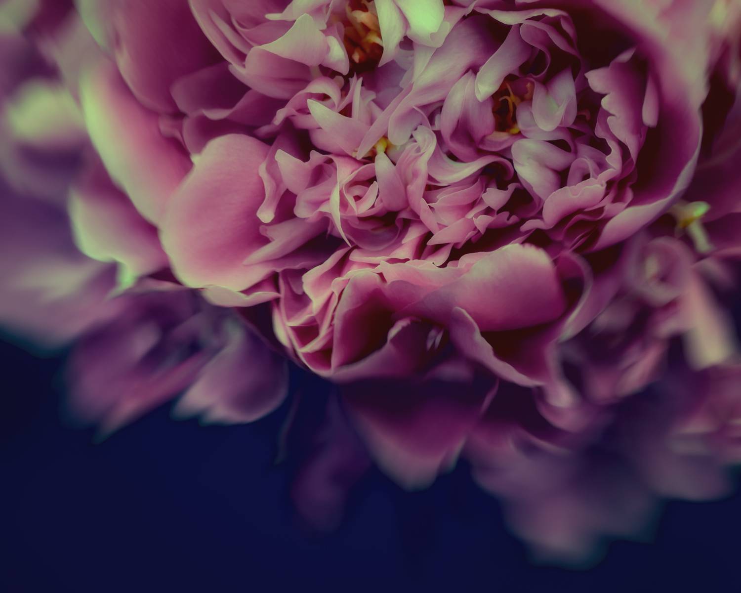 пион, peony,  Eirene