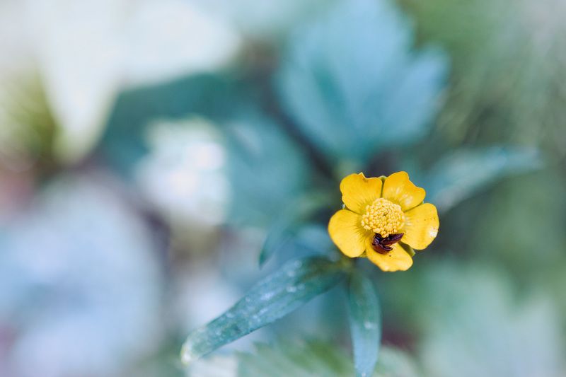 Лесной цветок фото превью