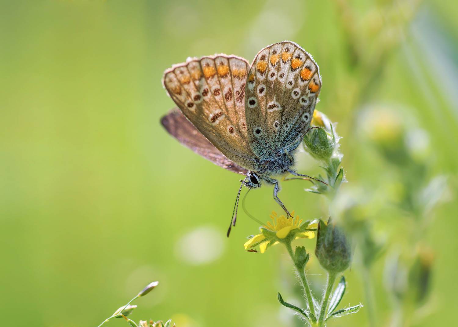Бабочка, цветок, Чепленко Алексей