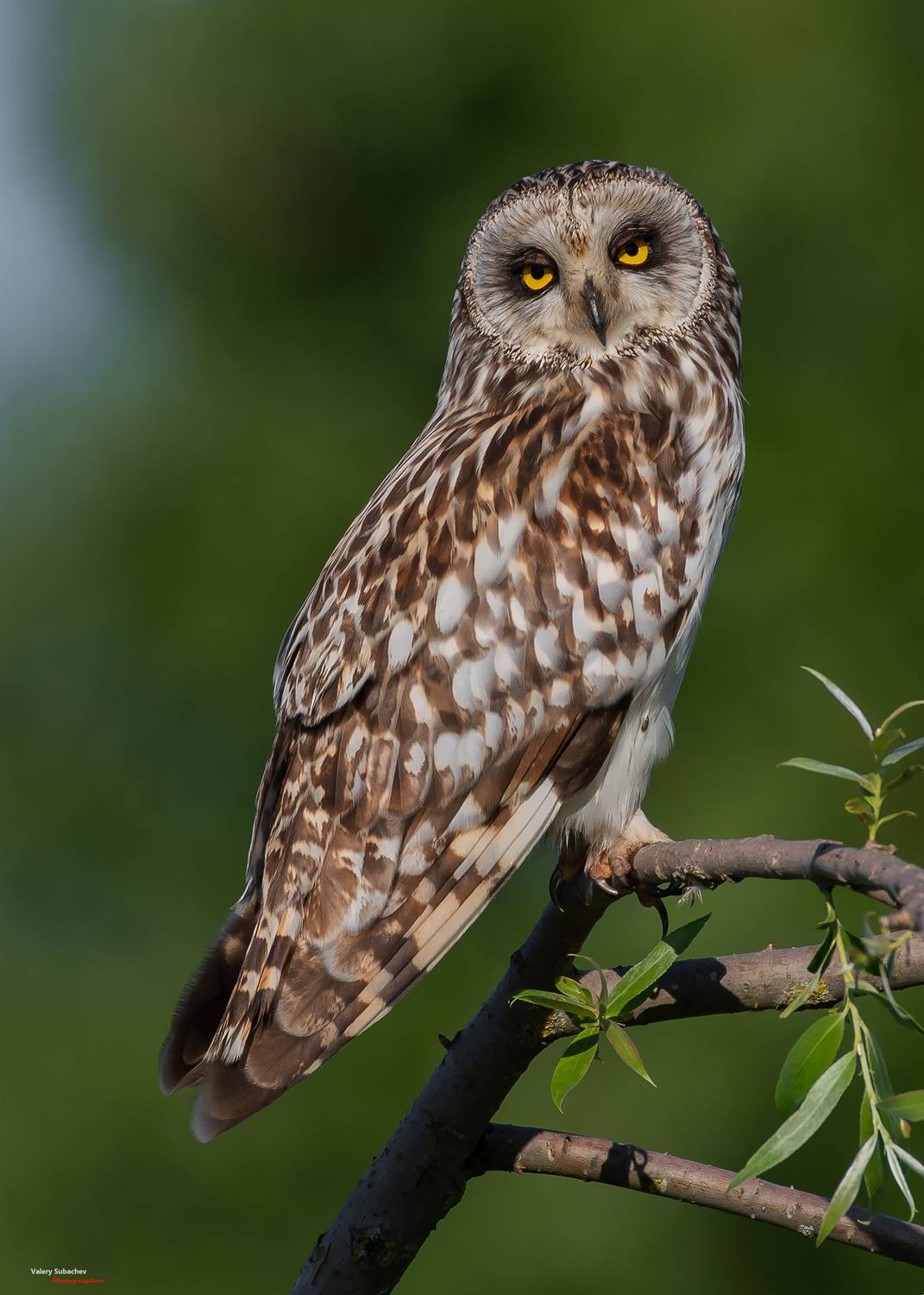 , Валерий Субачев
