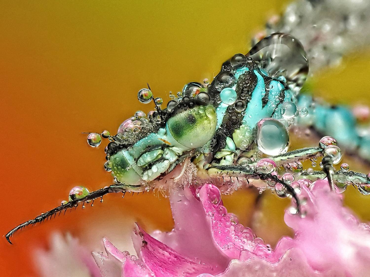 , Савчук Анатолий