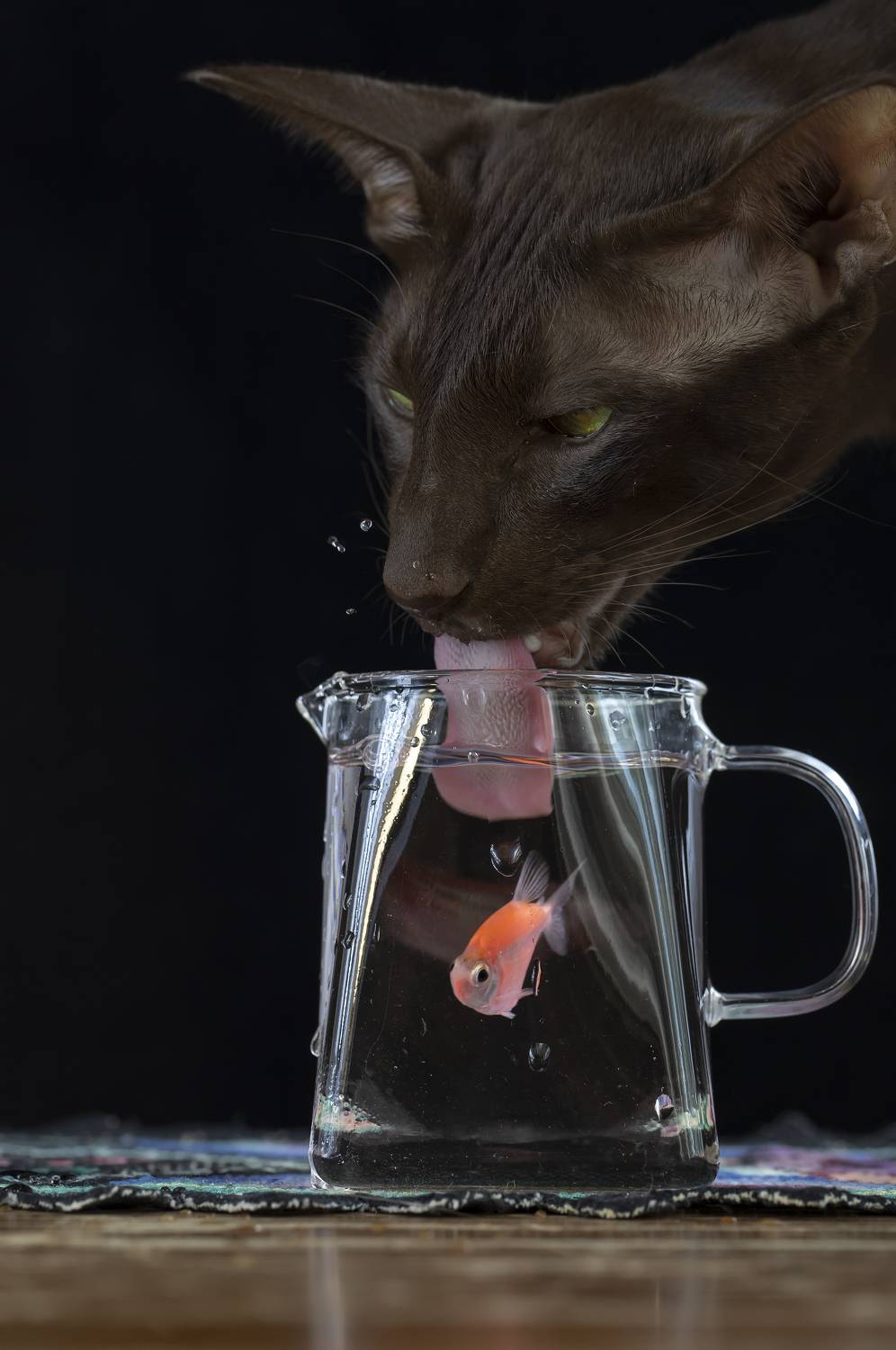 кот, ориентал, рыбка, Tatyana Fedenkova