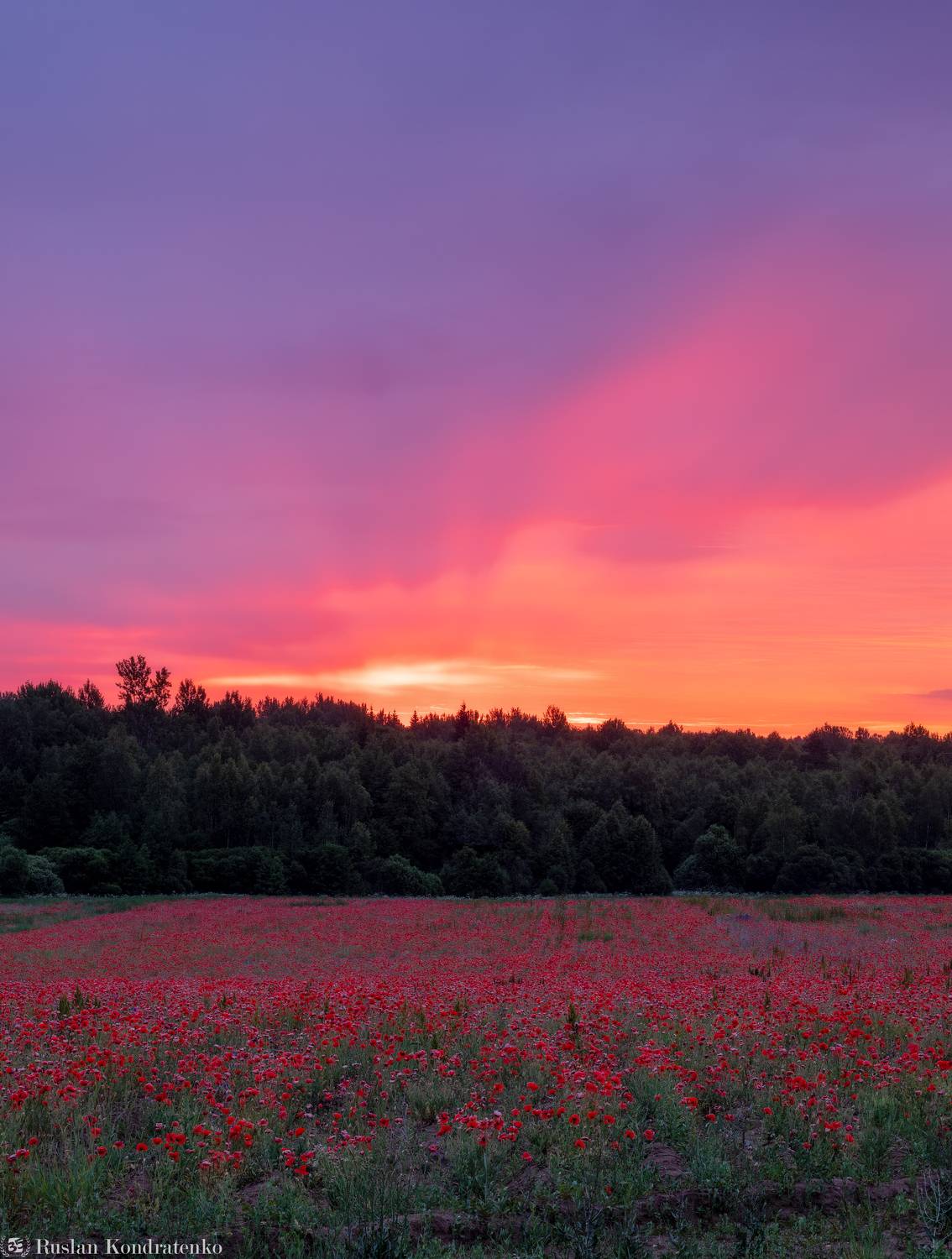 мак, псковская область, павы, маки, Кондратенко Руслан