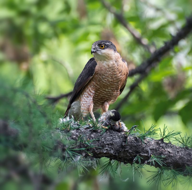 птица, ястреб перепелятник, добыча, охотник, Ястреб с добычей. фото превью