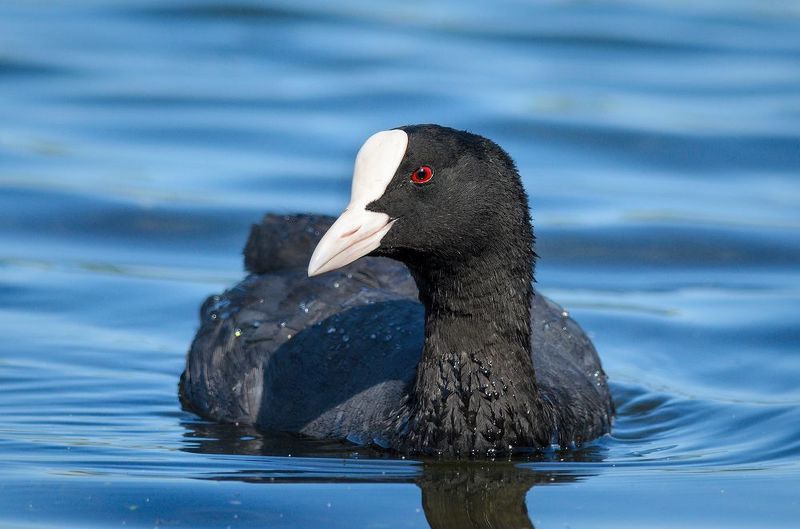 #лысуха Лысуха фото превью