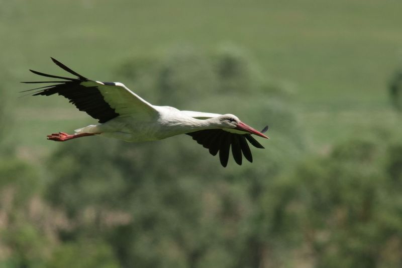 Белый аист - Ciconia ciconia фото превью