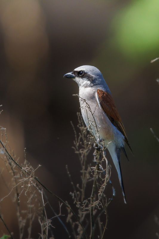 Жулан фото превью