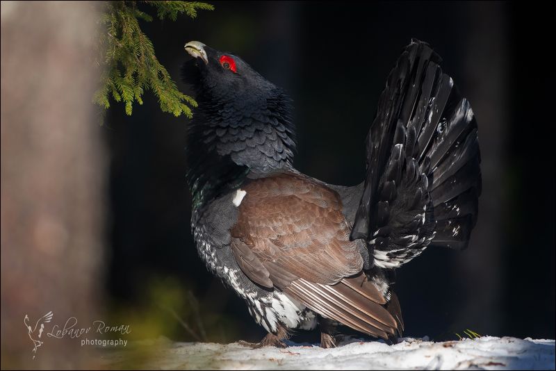 * * * фото превью