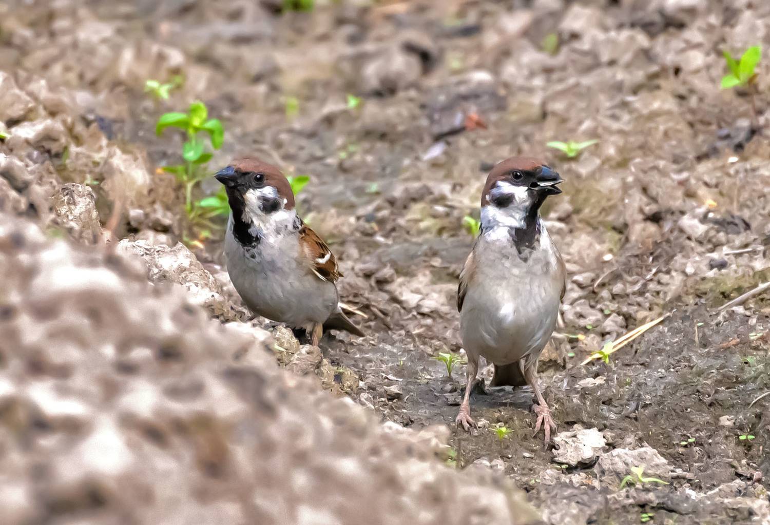 , Пушкин Сергей