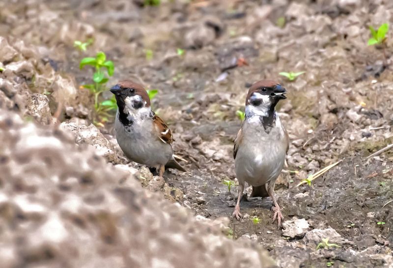 Двое из ларца. фото превью