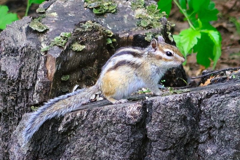 Бурундук на пне фото превью
