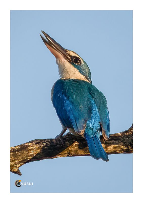 wildlife Collared Kingfisher in the mangrove forest фото превью
