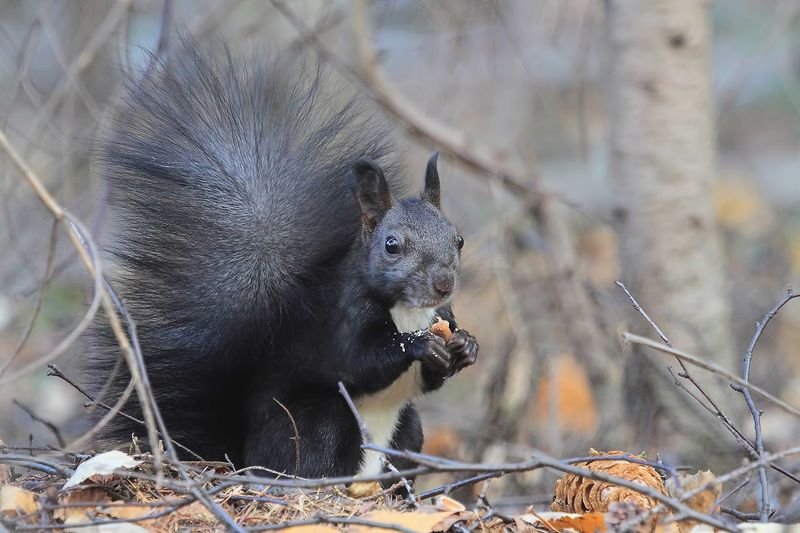 белка Не видишь?..... я кушаю. фото превью