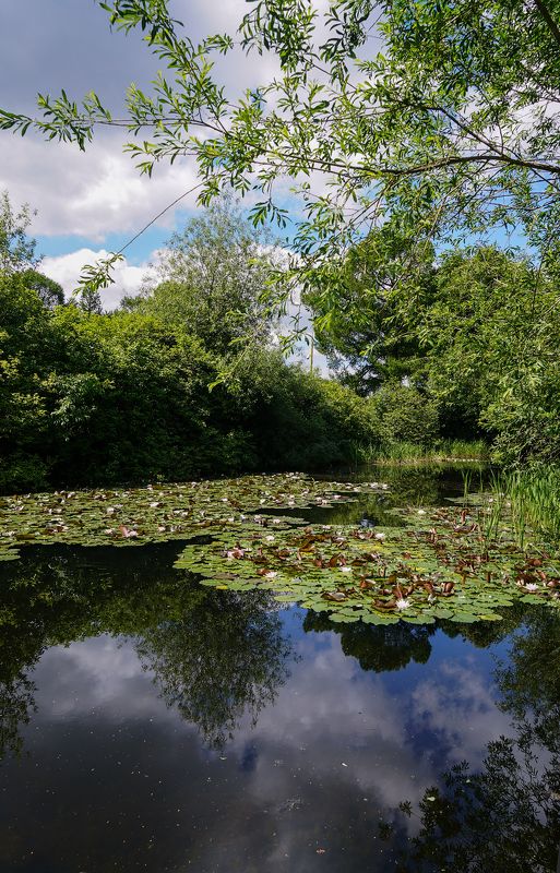 там лилии цветут... фото превью